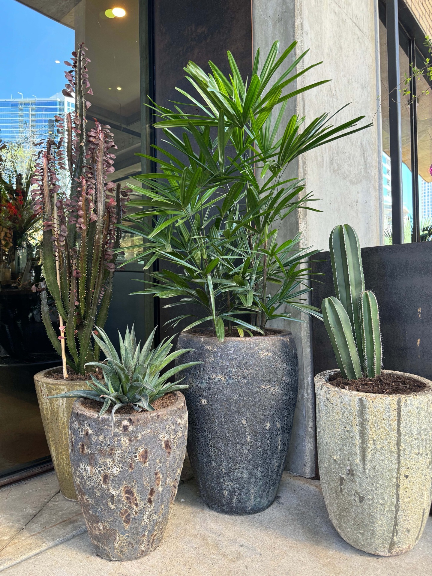 Outdoor succulent and cactus arrangement in weathered stone planters