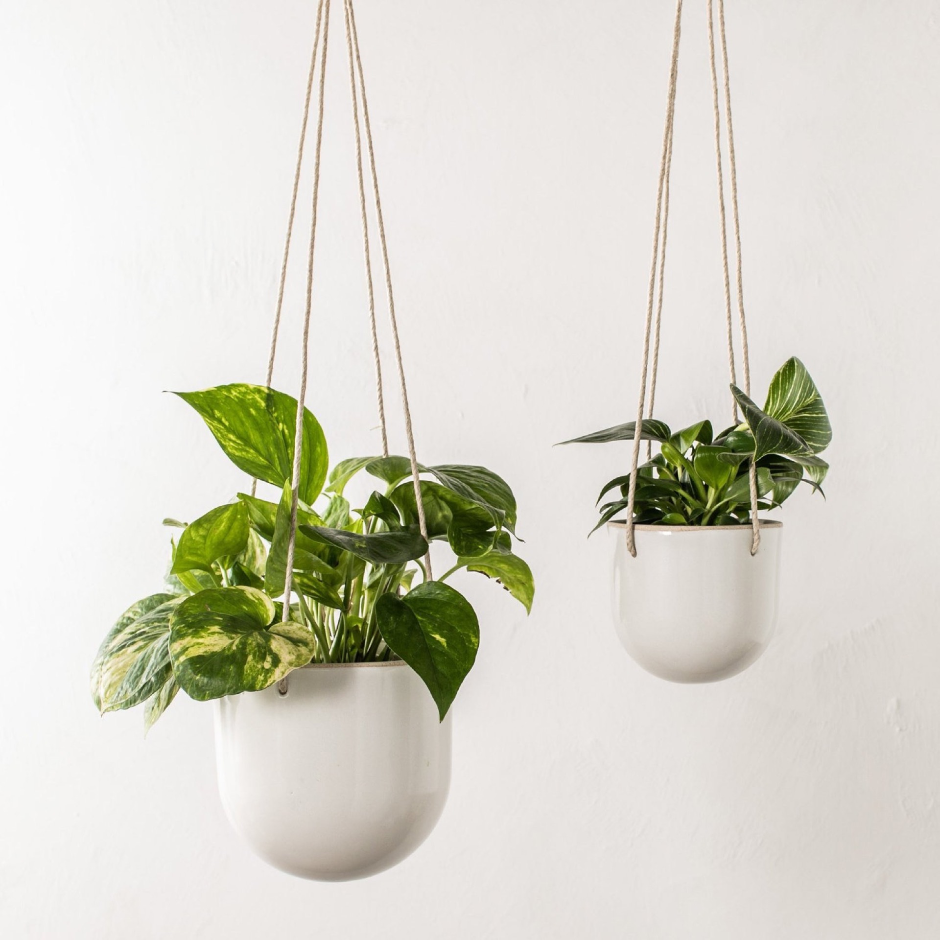 Hanging plants in white ceramic planters with rope suspension