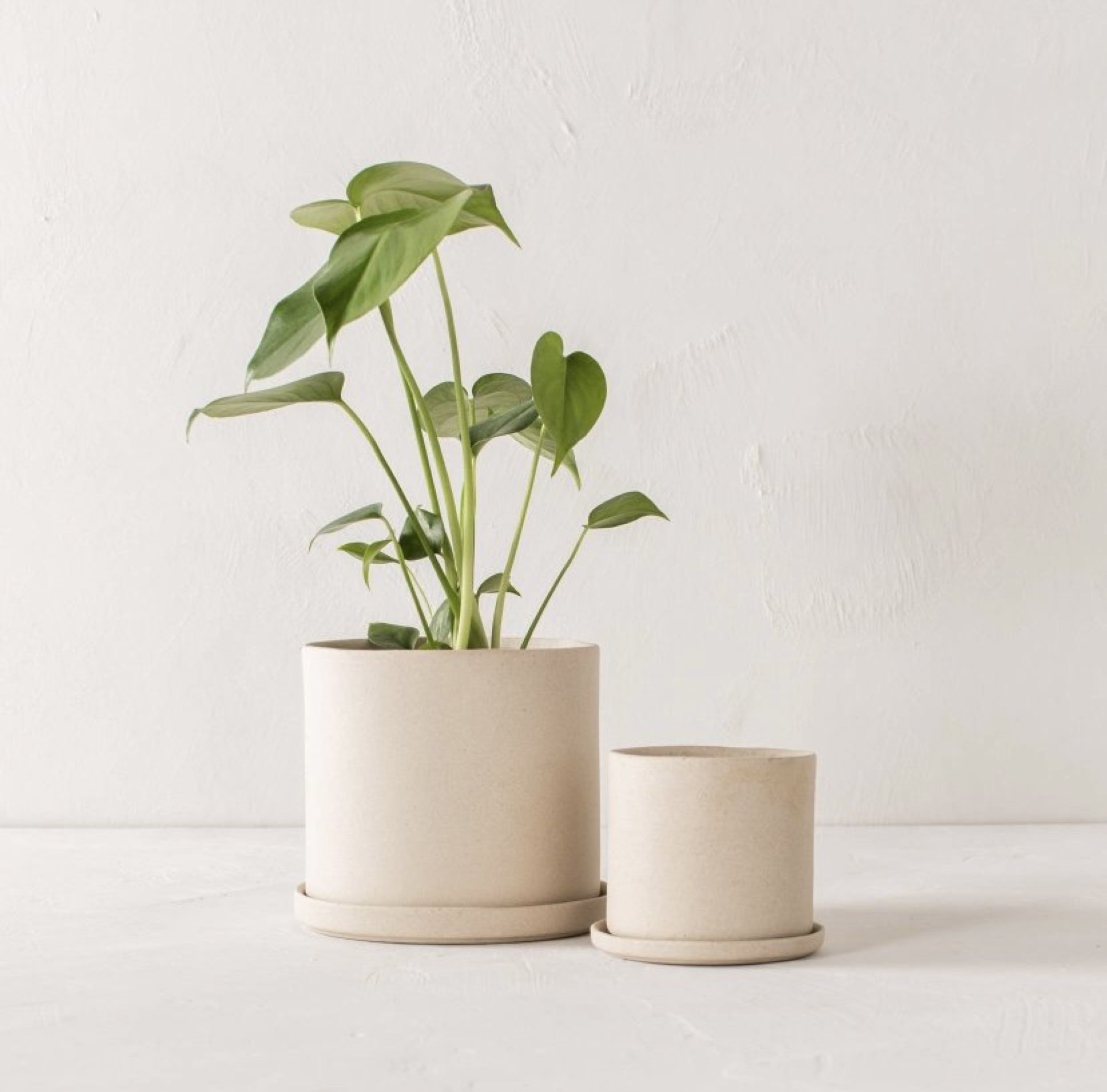Minimalist plant arrangement in cream ceramic planters