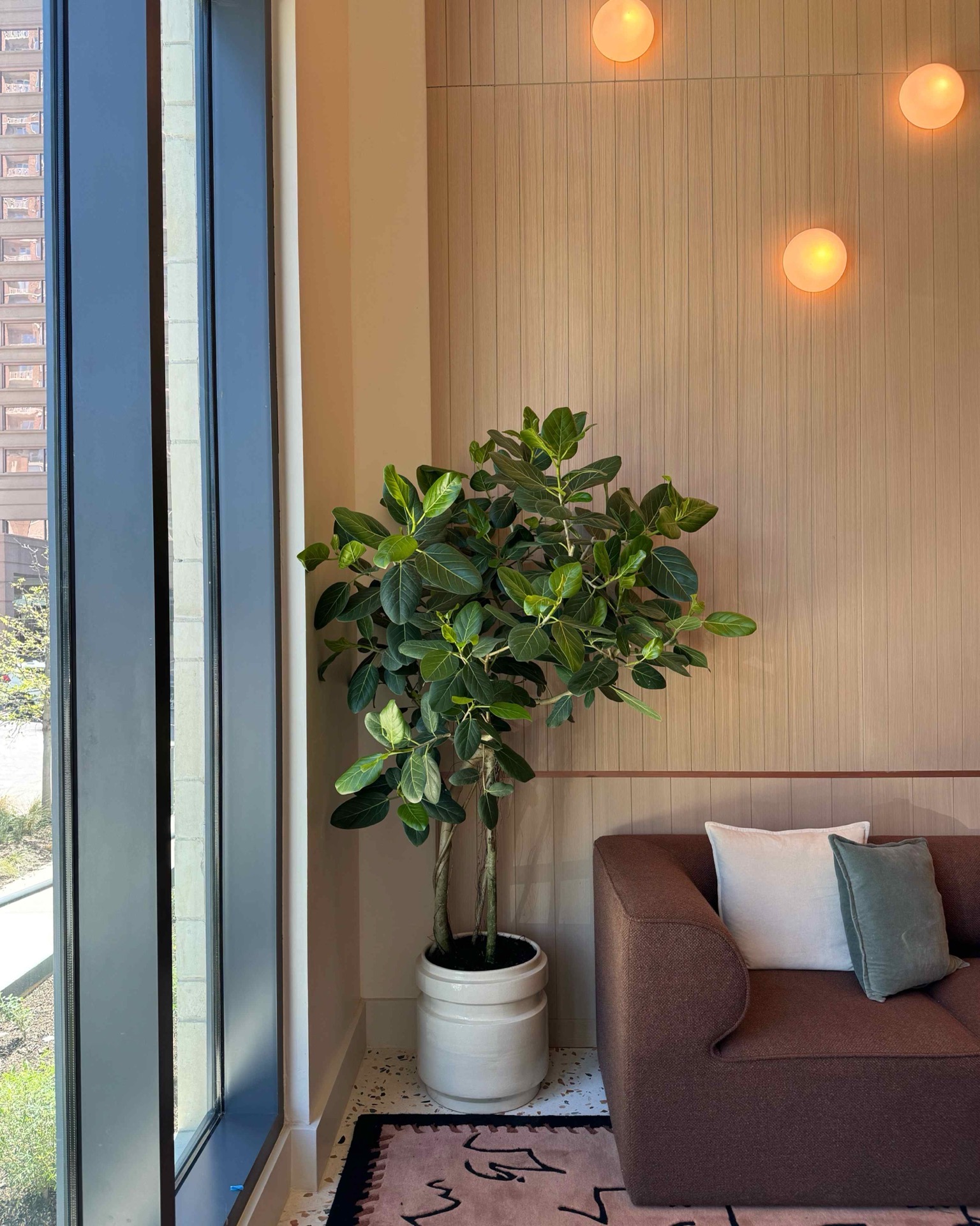 Modern interior featuring a large fiddle leaf fig plant in white ceramic planter with warm wood paneling and ambient lighting